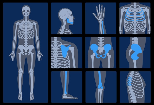 Anatomie des menschlichen skeletts, gelenke und teile des männlichen körpers auf röntgenvektorillustration