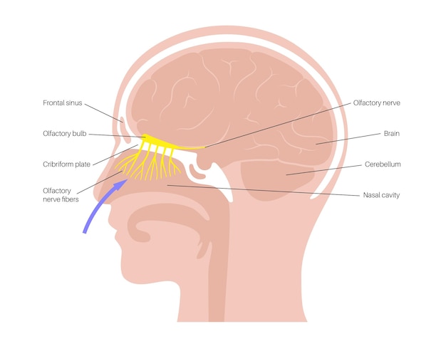 Vektor anatomie des riechnervs