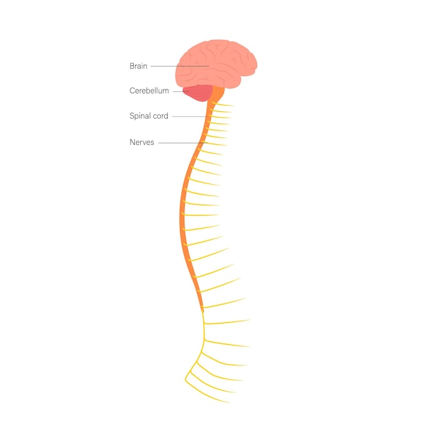 Anatomie des Rückenmarks