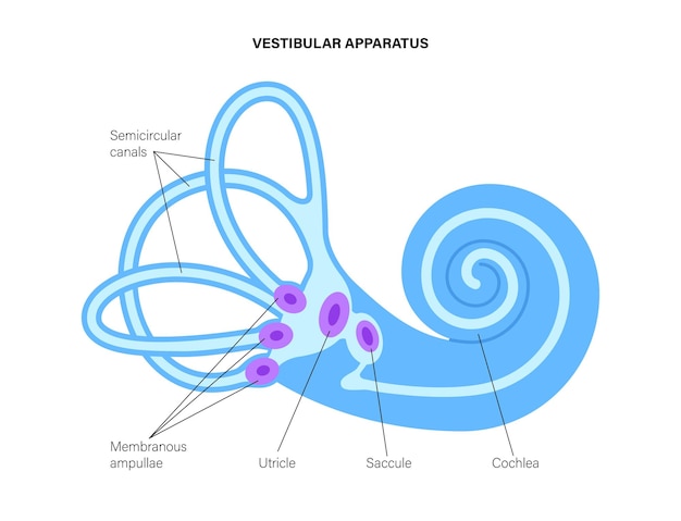 Vektor anatomie des vestibularapparates