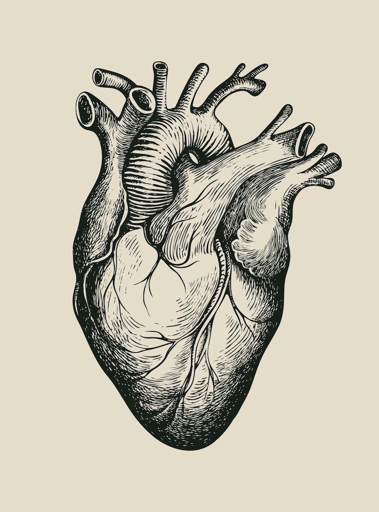 Vektor anatomie-poster mit menschlichem herzen