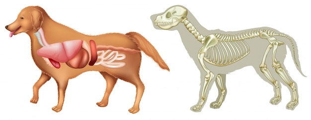 Vektor anatomie und skelett eines hundes