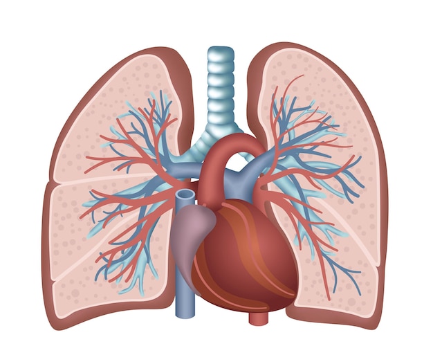 Anatomie von lunge und herz