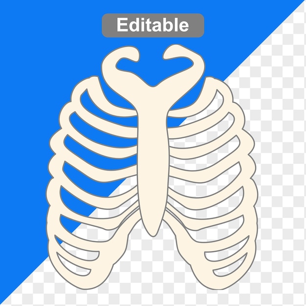 Anatomie von menschlichen Knochen und Muskeln