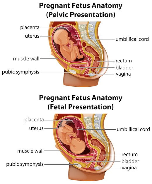 Anatomiediagramm für schwangere feten