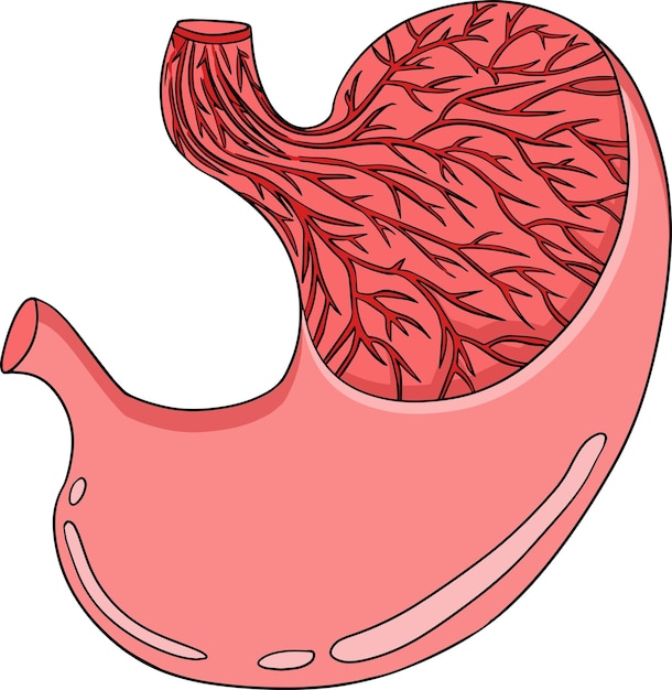 Anatomischer menschlicher Magenvektor farbig, Cartoon-Symbol. Innen handgezeichnet