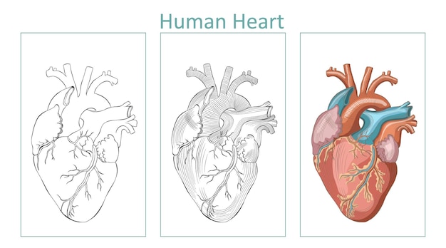 Anatomischer Umriss des menschlichen Herzens, gehackte und farbenfrohe Vektorillustration, bearbeitbarer Hintergrund