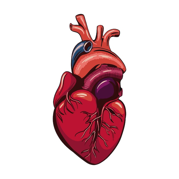 Vektor anatomisches herz isoliert auf weißem hintergrund