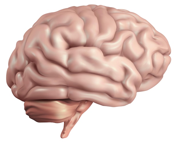 Anatomisches menschliches Gehirn Mesh Vektor wissenschaftliches Artikeldesign und medizinische Broschüre