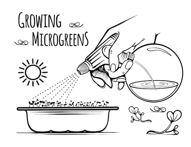 Anleitung für die aussaat von microgreens das ganze jahr über zu hause sprühen von grünen wucherungen handgezeichnete skizze