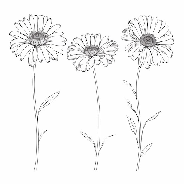 Anmutige gerbera-illustration im vektor gerendert