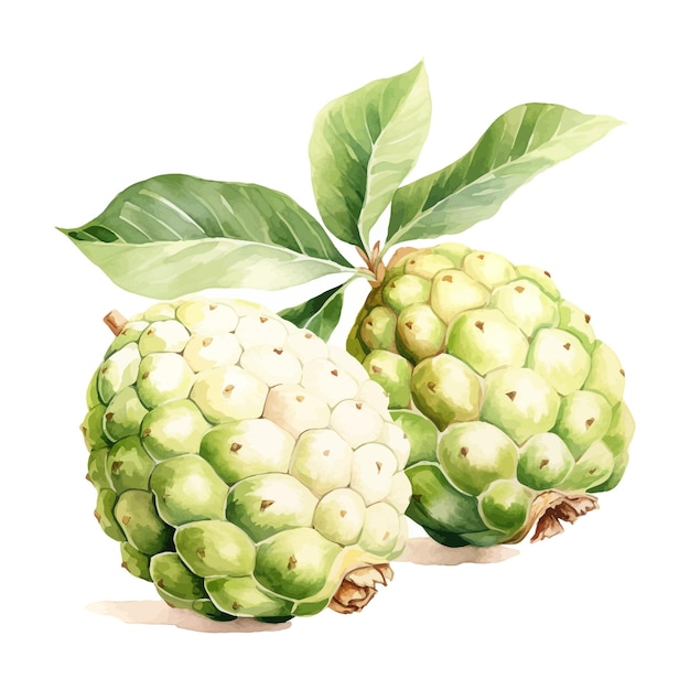 Apfel-aquarell-clipart