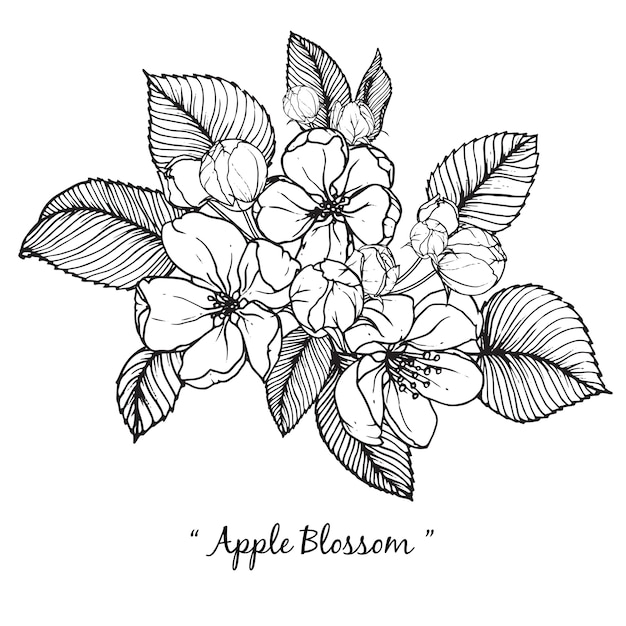 Apfelblüten-blumenzeichnungen