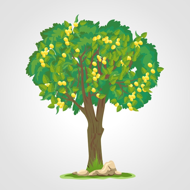 Vektor aprikosenbaum isolierte illustration