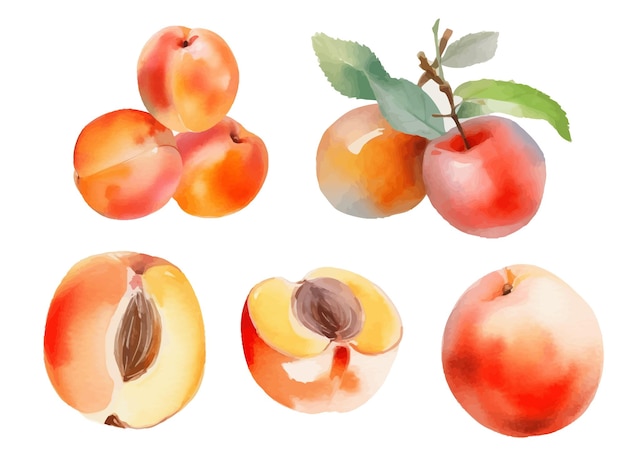 Aquarell-aprikosenfrucht-vektorillustration