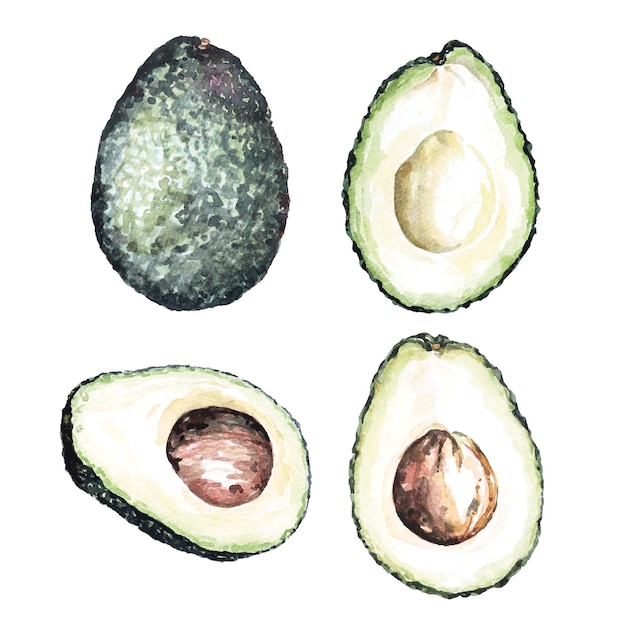 Aquarell avocado.frisches gemüse.vegetarische früchte.halbe avocado.scheiben grüne avocado.