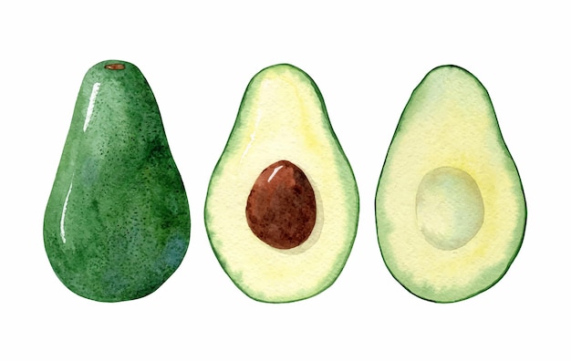 Vektor aquarell avocado ganze und halbe pfade isoliert gesetzt. lebensmittelillustration