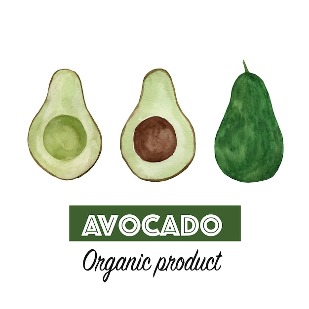 Vektor aquarell avocado. handgezeichnete organische grüne avocadoscheibe