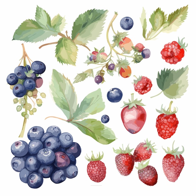 Aquarell-Beeren-Clipart