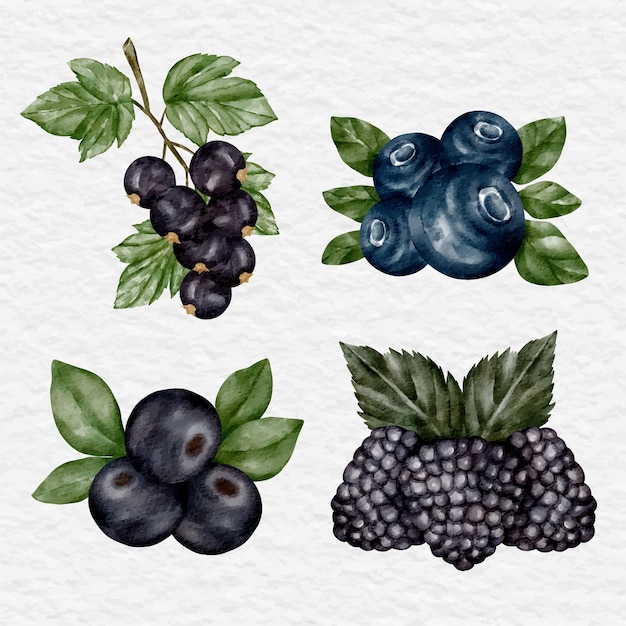 Aquarell-Beeren-Sammlungselement-ClipArt