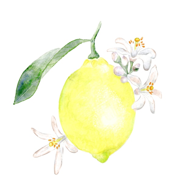 Aquarell blühende Zitrone