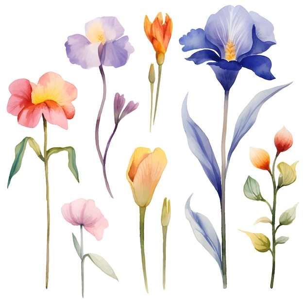 Aquarell-Blumen-Iris-botanische Illustration