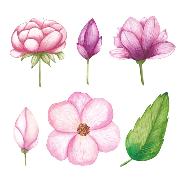 Aquarell-Blumensammlung, Rose, Magnolie, Knospe, Lilie