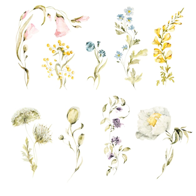 Vektor aquarell-blumenset handgemalte illustration von waldblumen wildblumen kräuter grüne blätter