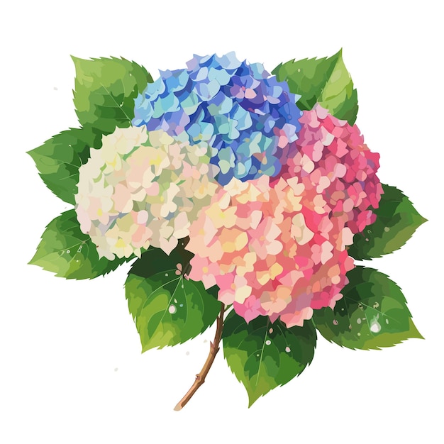 Aquarell-Blumenstrauß-Hortensien-Vektorillustration