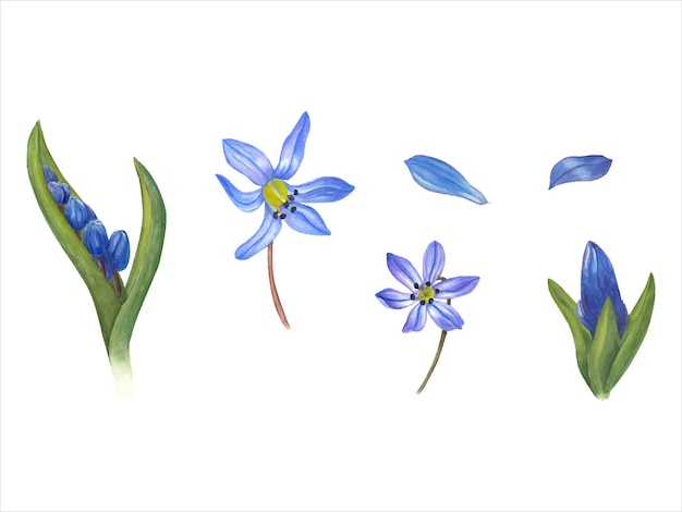 Vektor aquarell-botanische illustration von blauen siberica-scillas frühlingsblüten