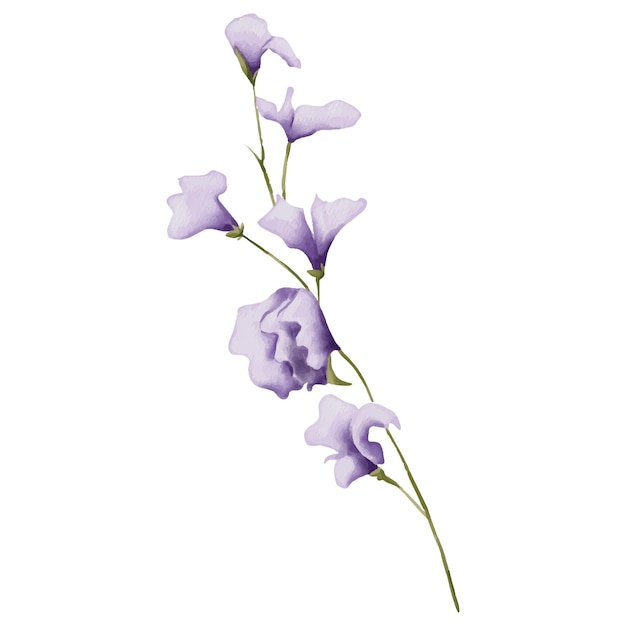Aquarell botanische Illustration von lila Wildblumen