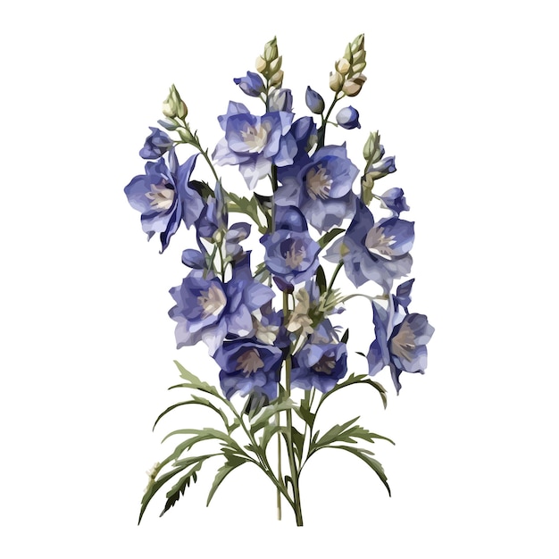 Vektor aquarell centurion delphinium clipart bearbeitbarer weißer hintergrund