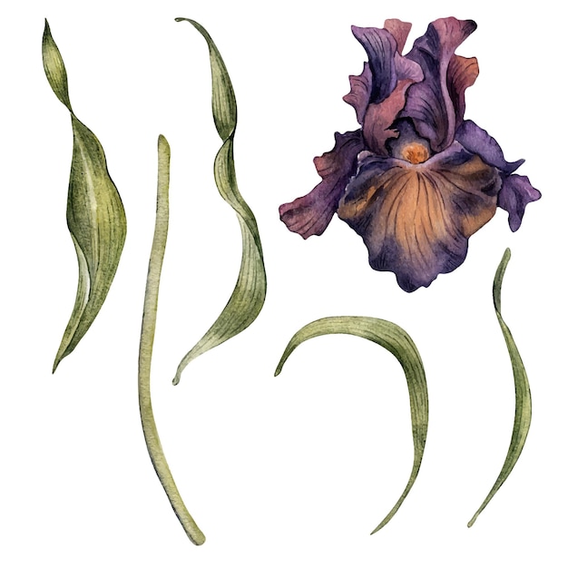 Vektor aquarell dunkelviolett irisblume set isoliert auf weißen gotischen blütenblättern botanisch handgezeichnete illustration gotische dunkle hochzeitsdekoration im vintage-stil element für einladungshintergrund