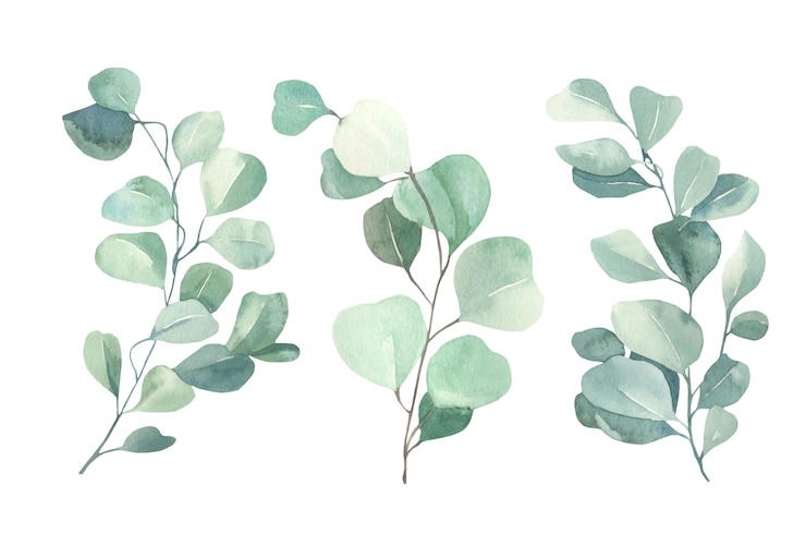 Aquarell-Eukalyptus-Sammlung.