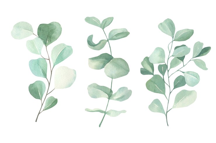 Aquarell-Eukalyptus-Sammlung.
