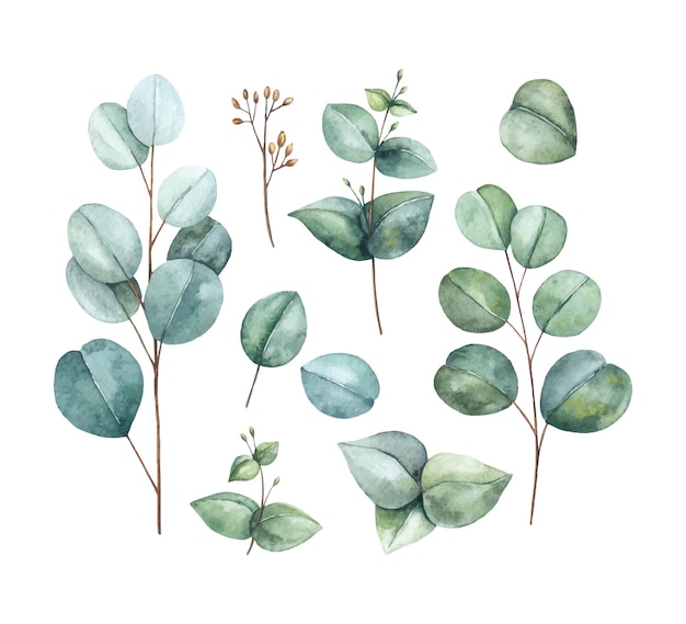 Aquarell-Eukalyptus-Sammlung