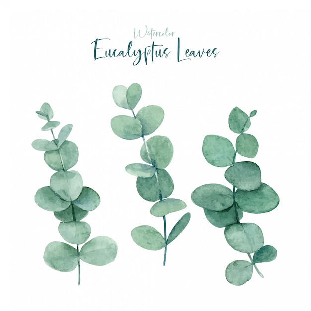 Aquarell-Eukalyptus verlässt Sammlungen