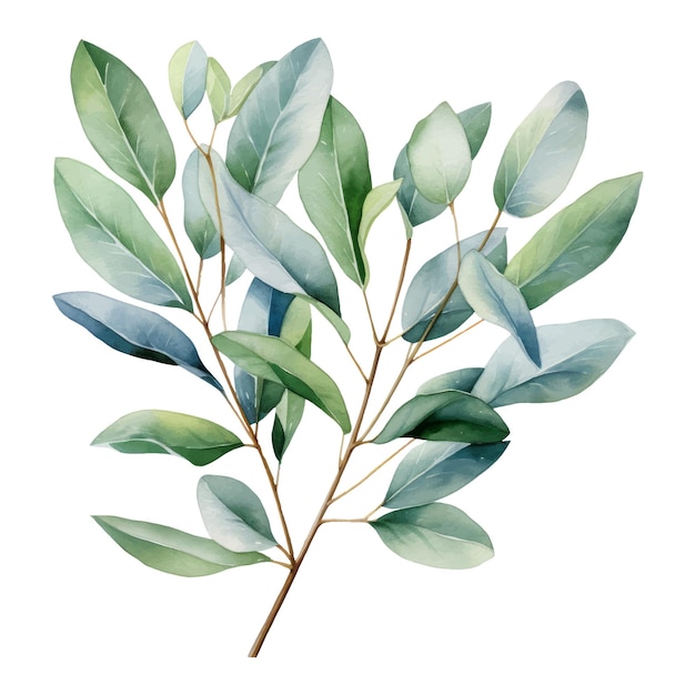 Vektor aquarell eukalyptuszweig floristische designelemente ai generative