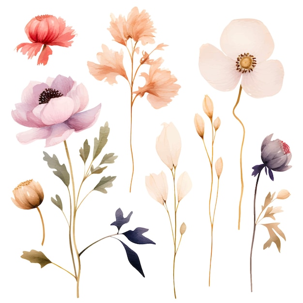 Aquarell-flora, getrocknete blumen, wildblumen, mohnblumen-set