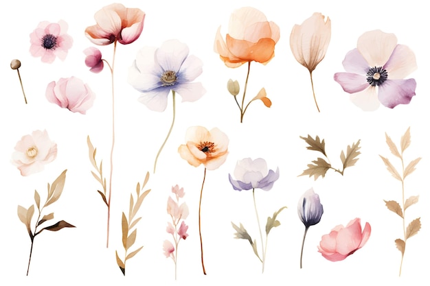 Aquarell-flora, getrocknete blumen, wildblumen, mohnblumen-set