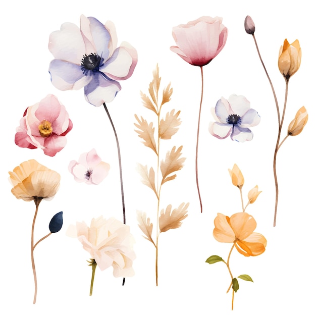 Aquarell-flora, getrocknete blumen, wildblumen, mohnblumen-set