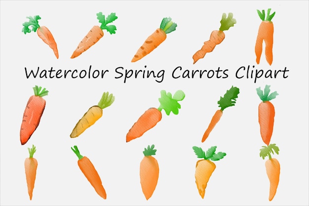 Vektor aquarell frühling karotten clipart premium-vektor