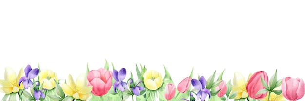 Aquarell frühlingsblumen auf weißem hintergrund, erantes, tulpe, stiefmütterchen