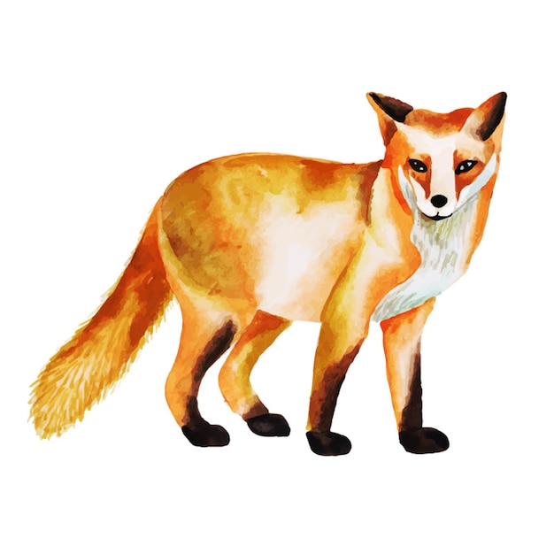 Aquarell Fuchs