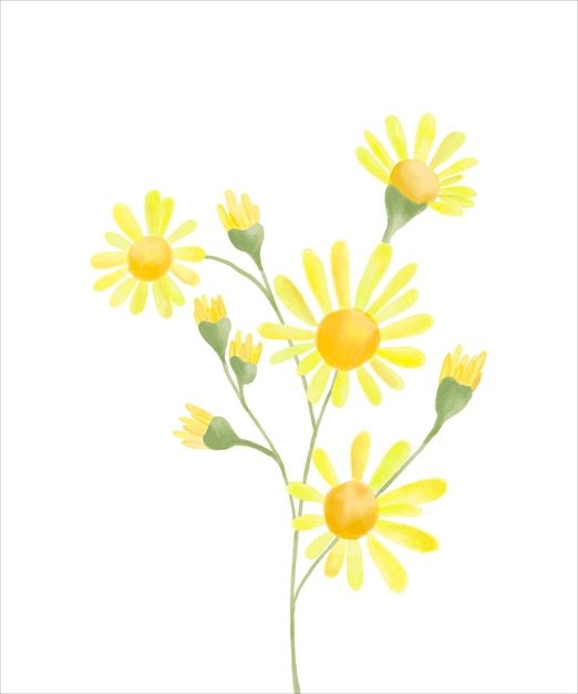 Aquarell gelbe Wiesenblume isoliert. Botanische Illustration der Kamille