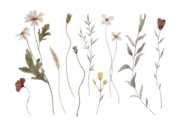 Aquarell gepresste Blumen und Blätter