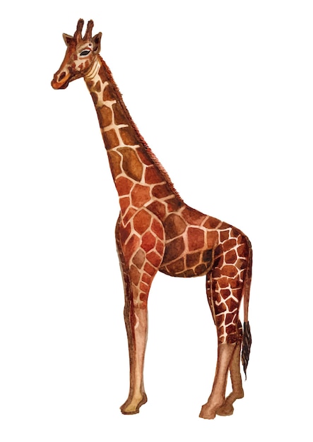 Aquarell giraffe