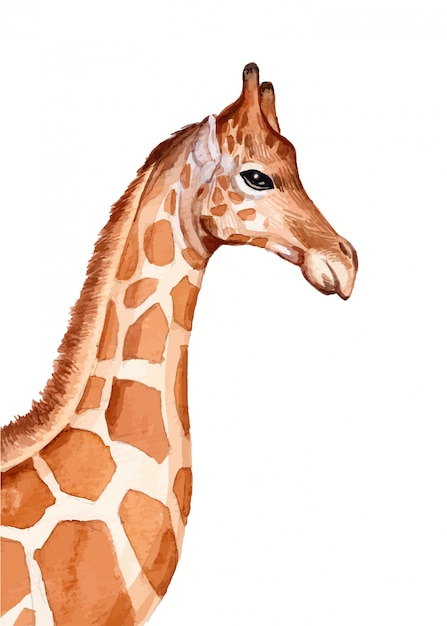 Aquarell-Giraffenillustration handgemalt