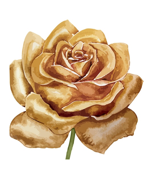 Aquarell goldener rosenblumenstrauß isoliert auf weißem hintergrund aquarellblumensammlung