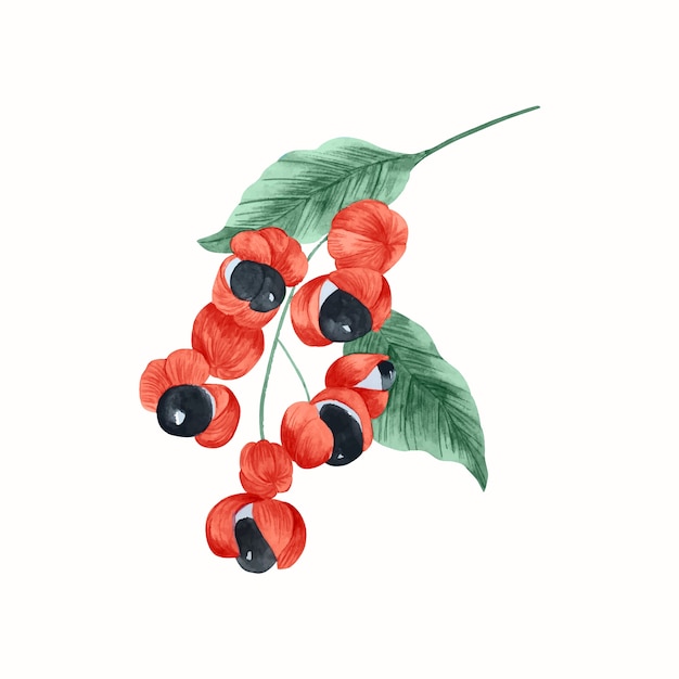 Vektor aquarell-guarana-illustration